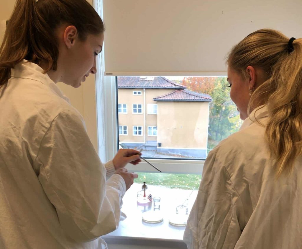 Marike och Heidi undersöker honungens antibakteriella egenskaper